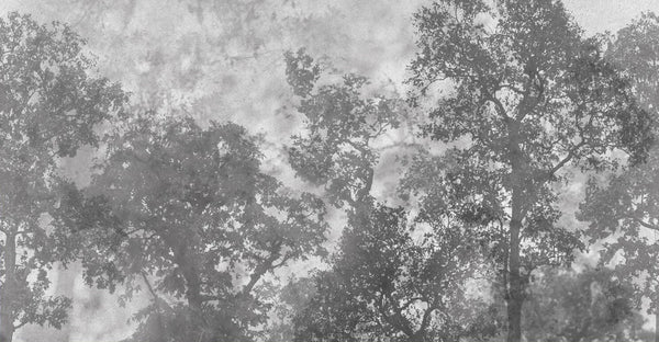 Vintage Trees Scenic Wall Mural, Gray Nature Theme Wallpaper, Oversized Landscape Scene Custom Size Wall Art, Non-Woven, Non-Pasted, Removable - Walloro High End Wallcoverings & More