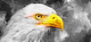 Eagle Wallpaper, Oil Painting Mural, Oversized Custom Size Wall Art, Non-Woven, Non-Adhesive, Modern Wall Paper, Removable