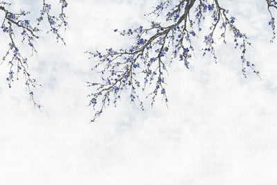 Large Blossom Tree Wallpaper, Blue Chinoiserie Nature Flowers Wall Mural, Custom Size Wall Covering, Non-Woven, Non-Pasted, Removable, Washable, Floral Art - Walloro High End Wallcoverings & More
